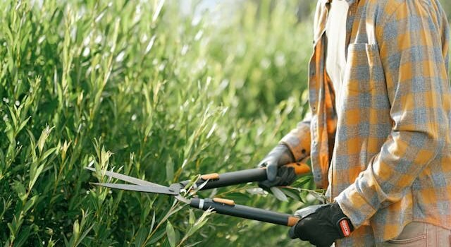 Quand couper les cèdres et avec quels outils  Nos réponses d’experts  